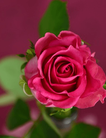 Aurora Dawn (Bailey) Ballard Obituary