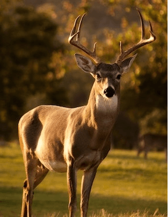 Clinton A. ((Lucky)) Harrah Obituary