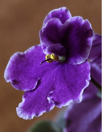 Wanda Griffy Obituary