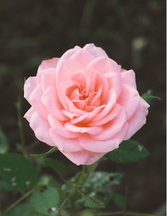 Ella Griffy Obituary