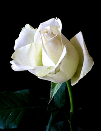 Gladys May Bailey Obituary